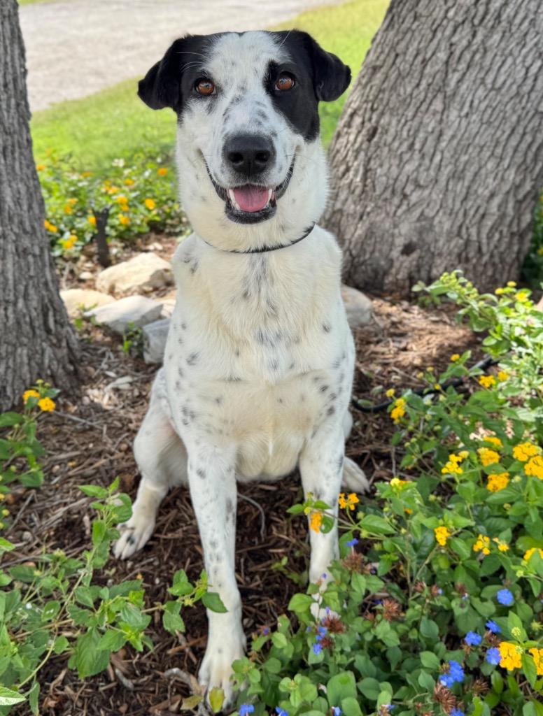 Remi, a Adoptable Pointer in Canyon Lake, TX image 4/5