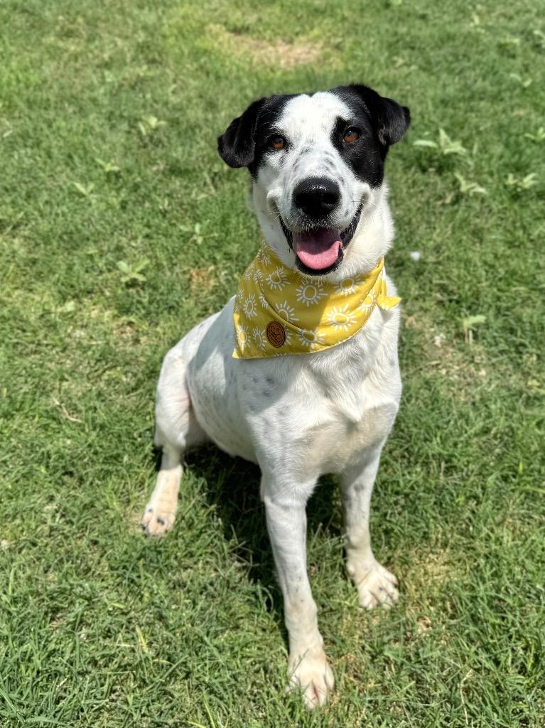 Remi, a Adoptable Pointer in Canyon Lake, TX image 5/6