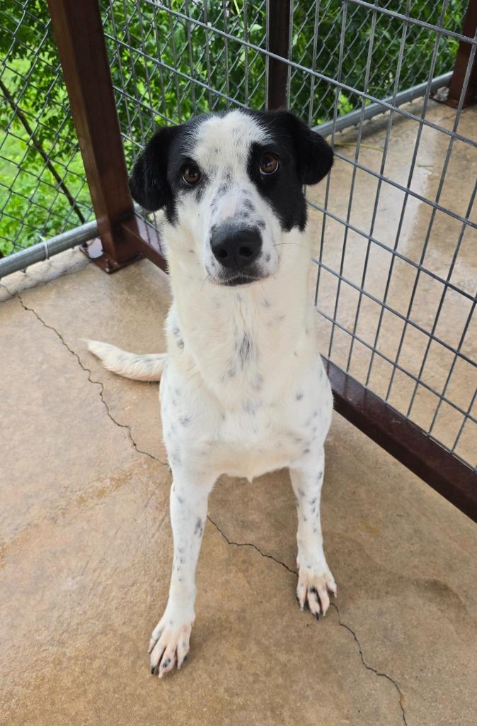 Remi, Adoptable, Young Female Pointer.