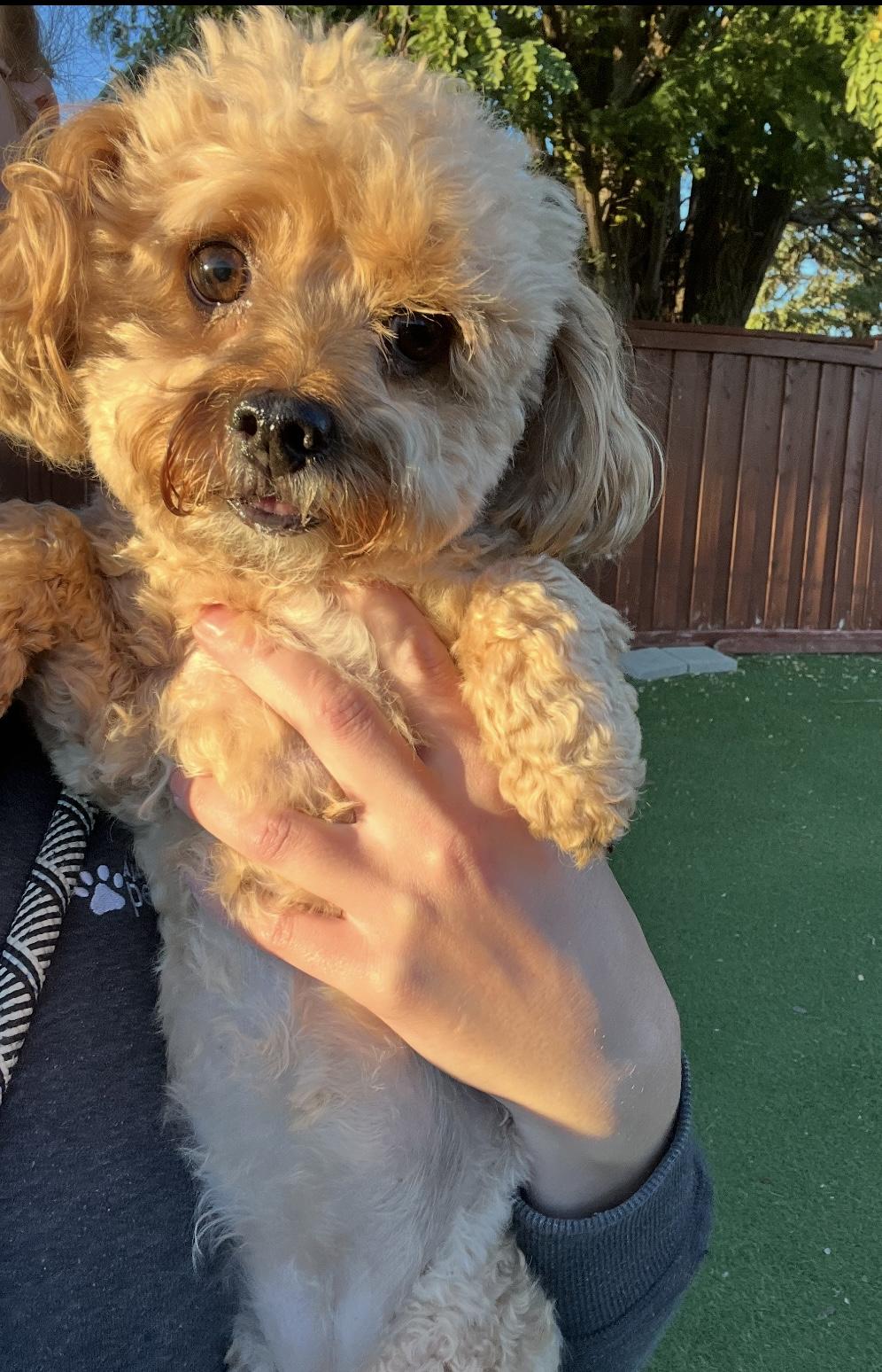 Nellie, Adopted, Adult Female Poodle (Toy).