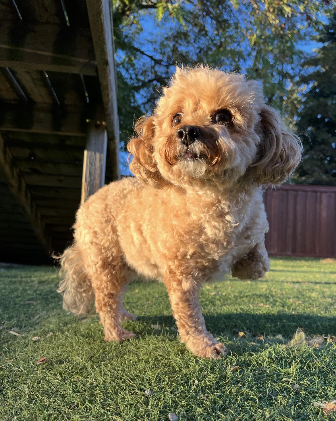 Nellie, a Adopted mixed breed in Ajax, ON image 2/2