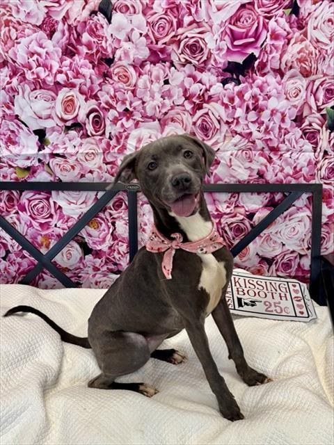 VIOLET, Adoptable, Young Female Labrador Retriever & Mixed Breed.