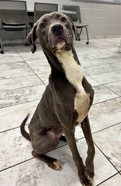 VIOLET, Adoptable, Young Female Labrador Retriever & Mixed Breed.