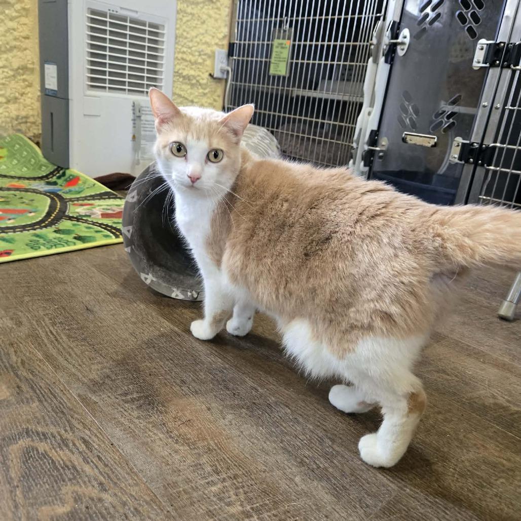Brandy, Adoptable, Adult Female Domestic Short Hair.