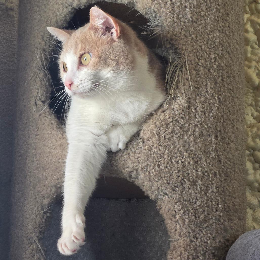 Brandy (SPONSORED ADOPTION), a Adoptable Domestic Short Hair in Park Falls, WI image 2/6