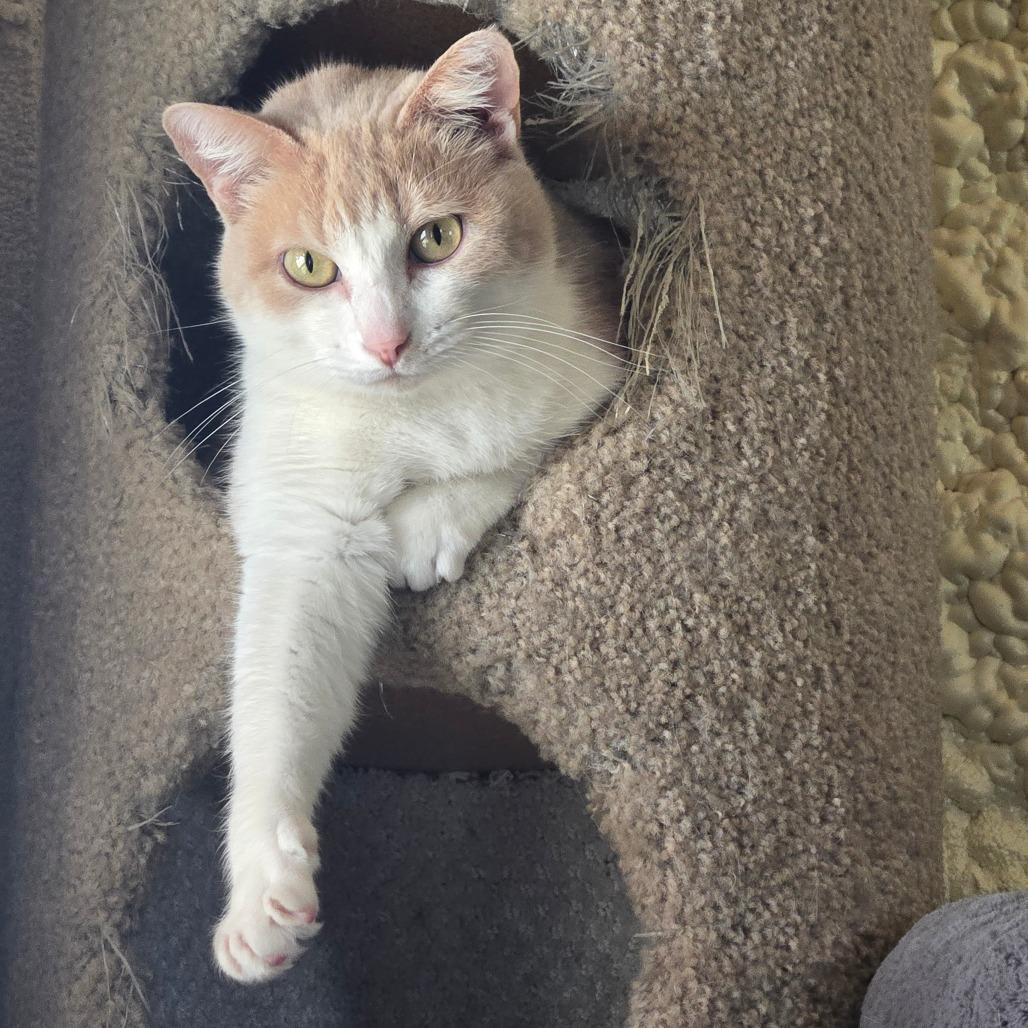 Brandy (SPONSORED ADOPTION), a Adoptable Domestic Short Hair in Park Falls, WI image 3/6