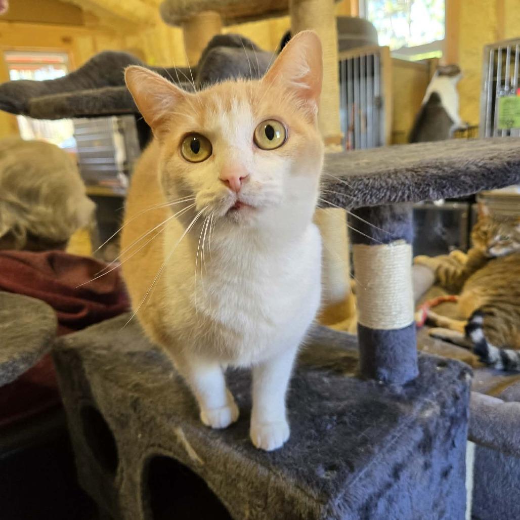 Enlarge Brandy, a Adoptable Domestic Short Hair in Park Falls, WI image 2/4