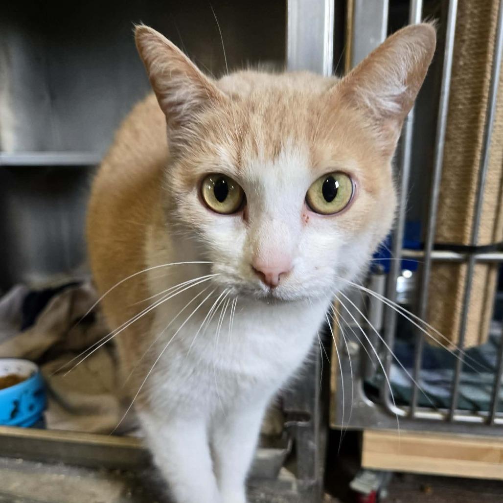 Enlarge Brandy, a Adoptable Domestic Short Hair in Park Falls, WI image 3/4