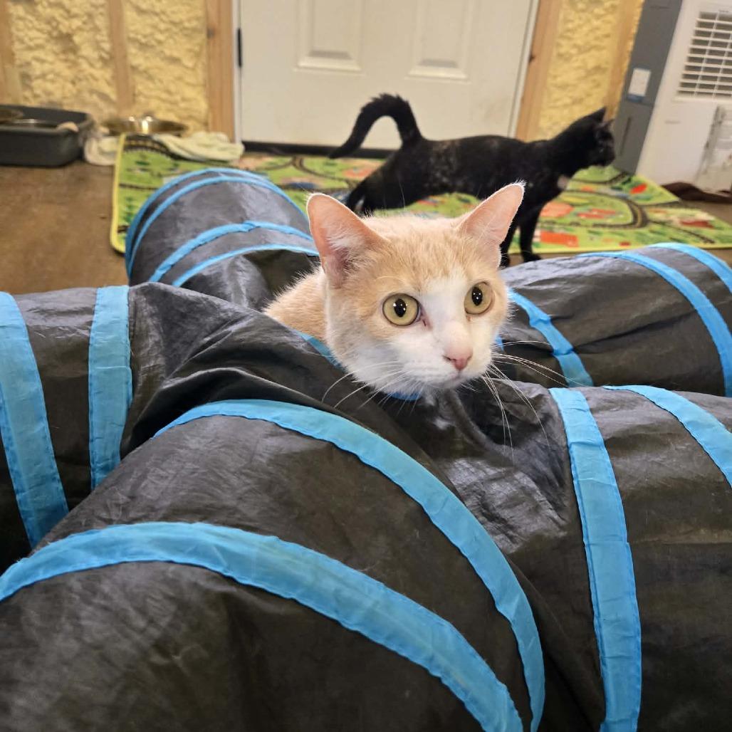 Enlarge Brandy, a Adoptable Domestic Short Hair in Park Falls, WI image 4/4