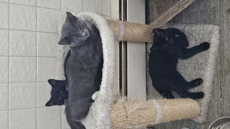 Brutus, Adoptable, Young Male Domestic Short Hair.