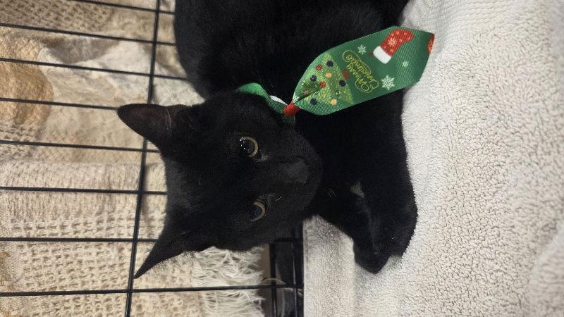 Brutus, a Adoptable Domestic Short Hair in Delran, NJ image 2/3