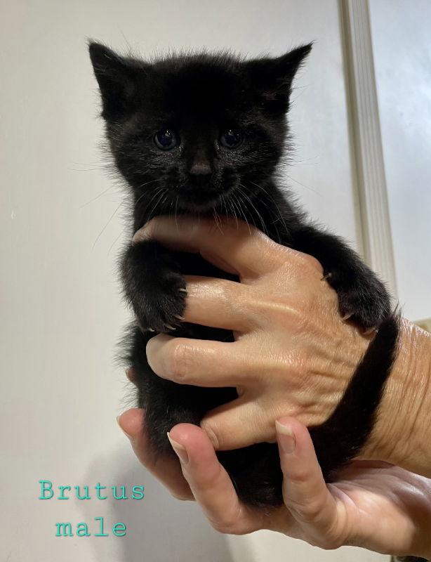 Brutus, a Adoptable Domestic Short Hair in Delran, NJ image 3/3