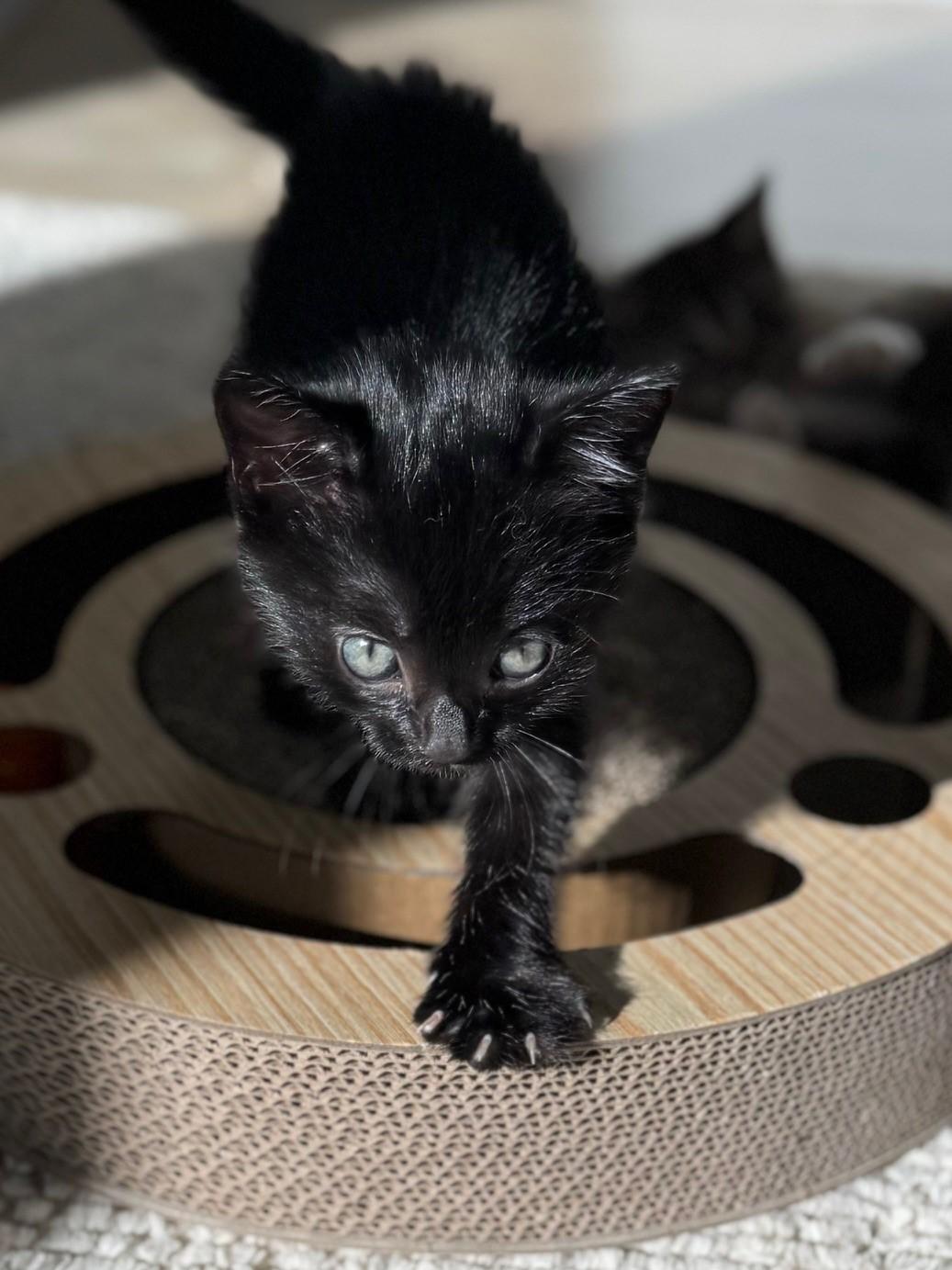 Enlarge Jack (and Diane), a Adopted Domestic Short Hair in St Petersburg, FL image 1/6