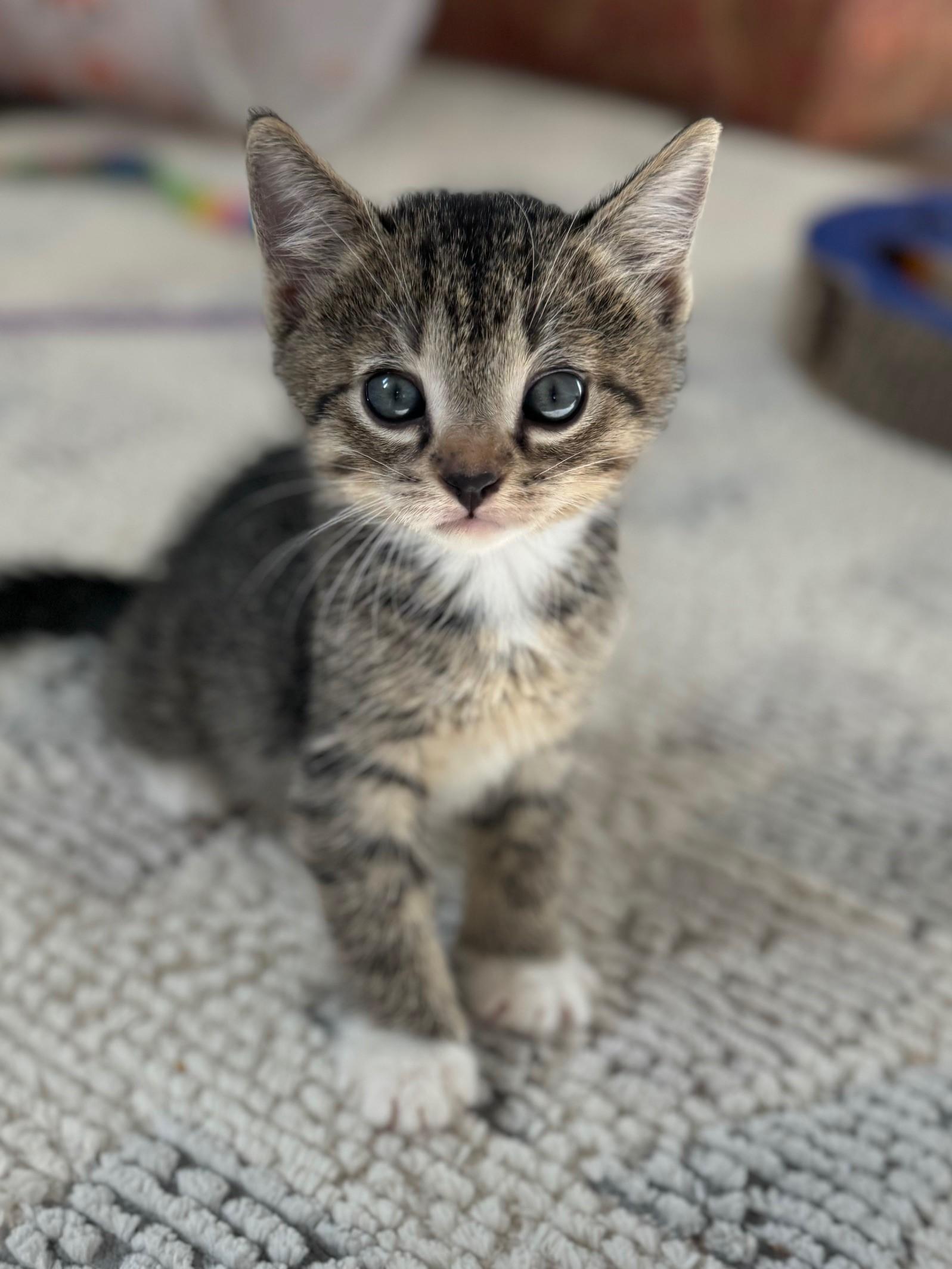 Enlarge Jack (and Diane), a Adopted Domestic Short Hair in St Petersburg, FL image 2/6