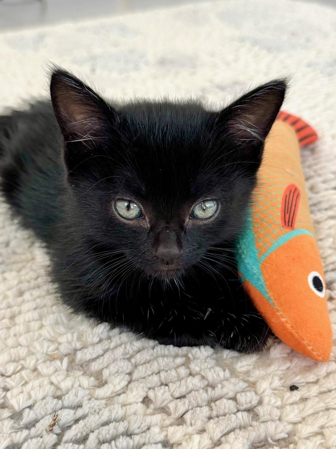 Enlarge Jack (and Diane), a Adopted Domestic Short Hair in St Petersburg, FL image 4/6