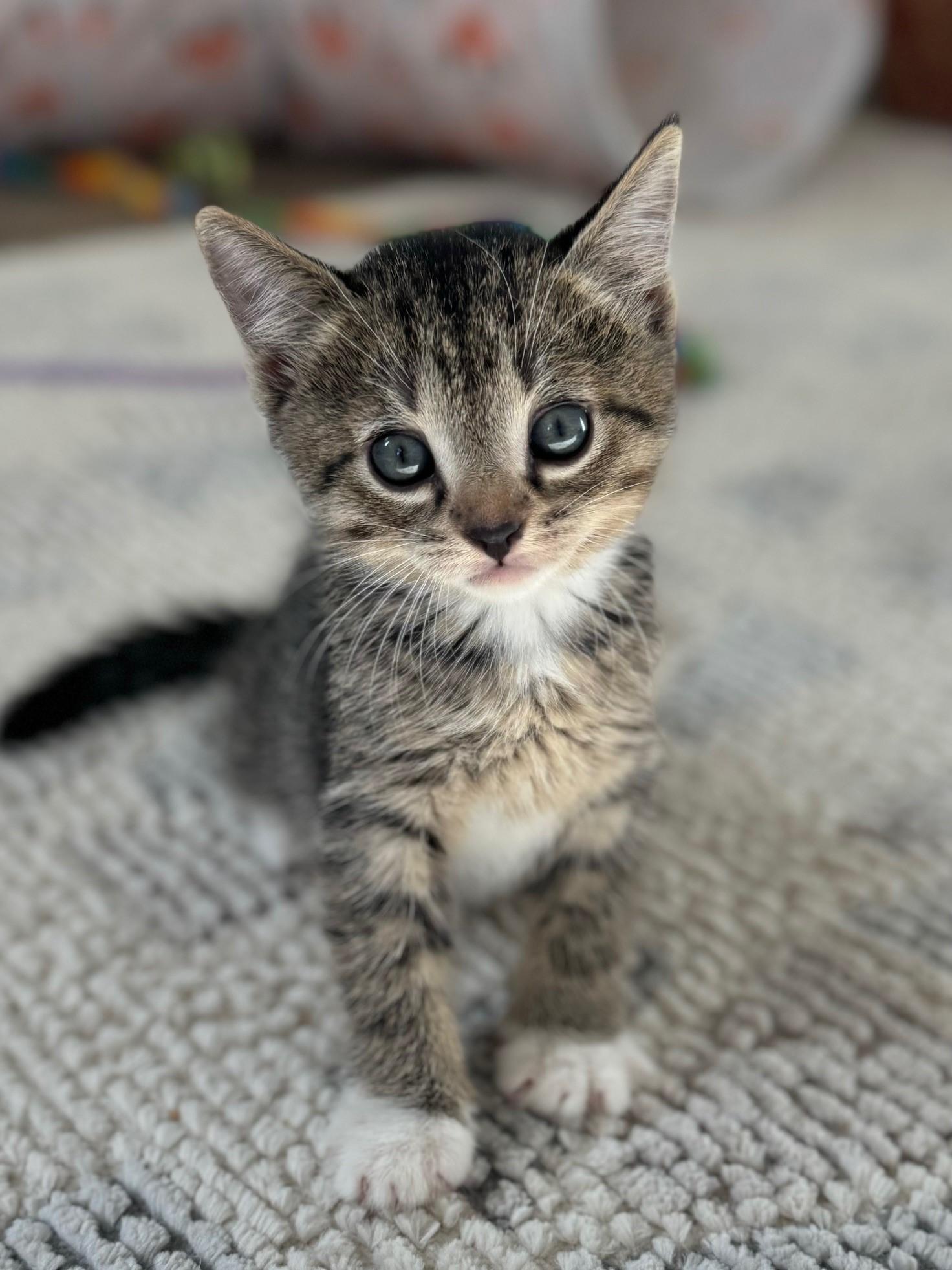 Enlarge Jack (and Diane), a Adopted Domestic Short Hair in St Petersburg, FL image 5/6