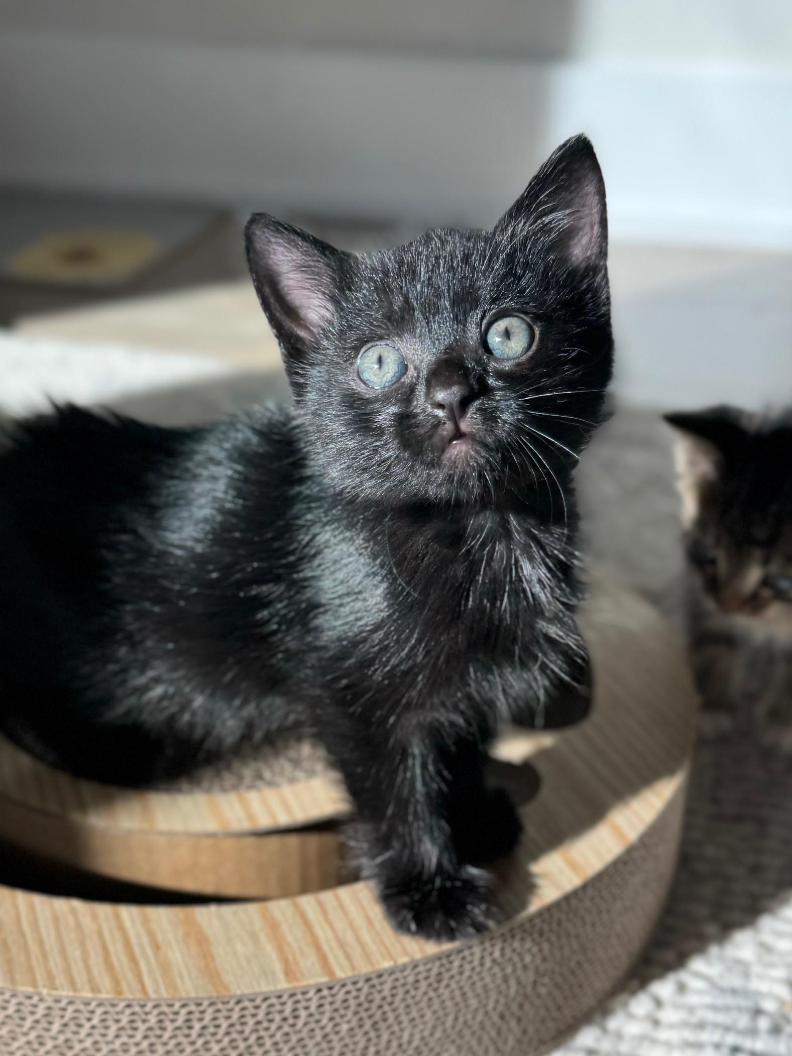 Enlarge Jack (and Diane), a Adopted Domestic Short Hair in St Petersburg, FL image 6/6