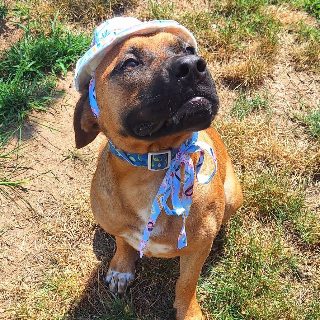 Jackson, Adoptable, Adult Male Bullmastiff & Boxer.