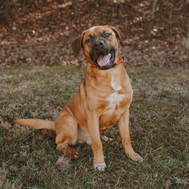 Enlarge Jackson, a Adoptable mixed breed in Glen Burnie, MD image 3/5