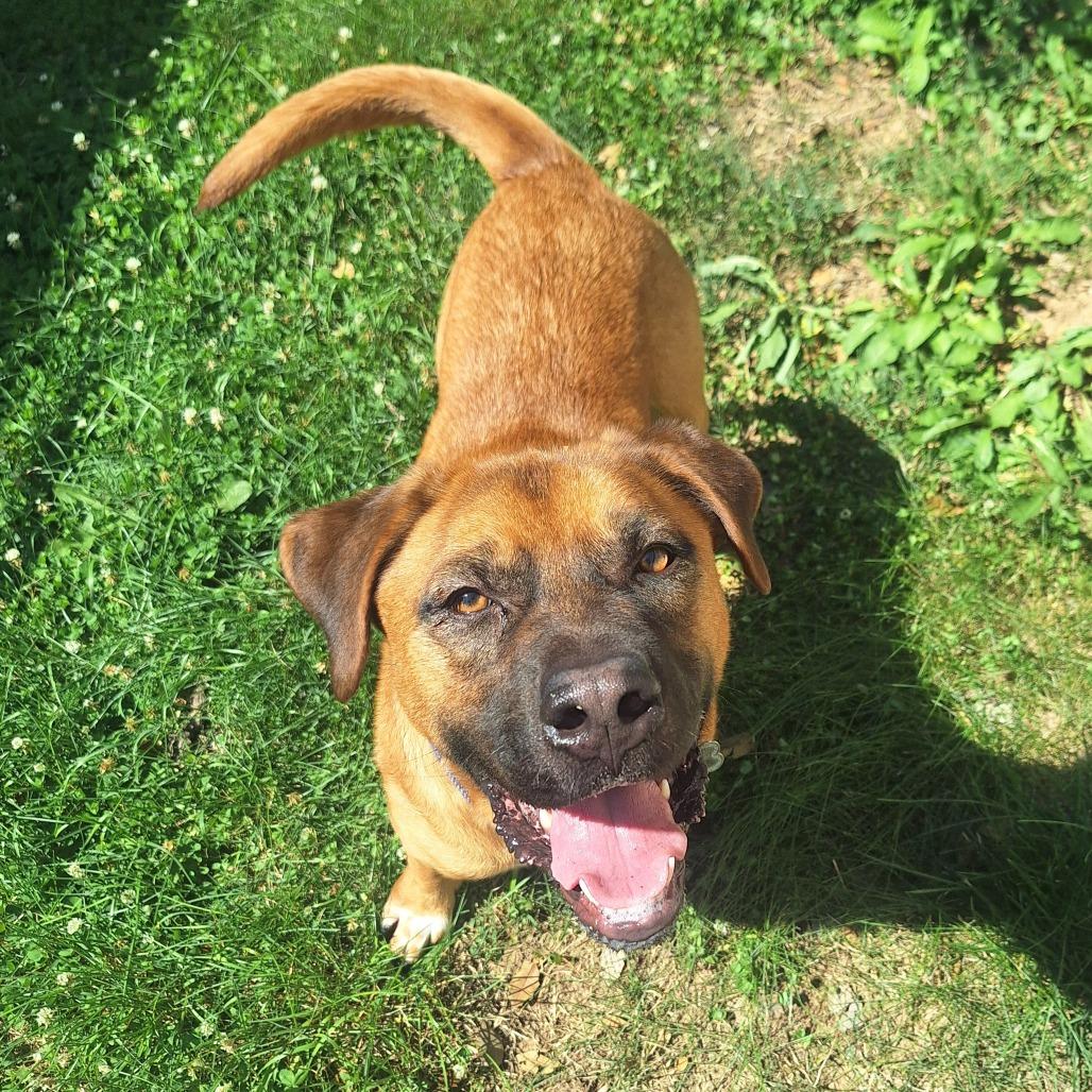 Enlarge Jackson, a Adoptable mixed breed in Glen Burnie, MD image 5/5