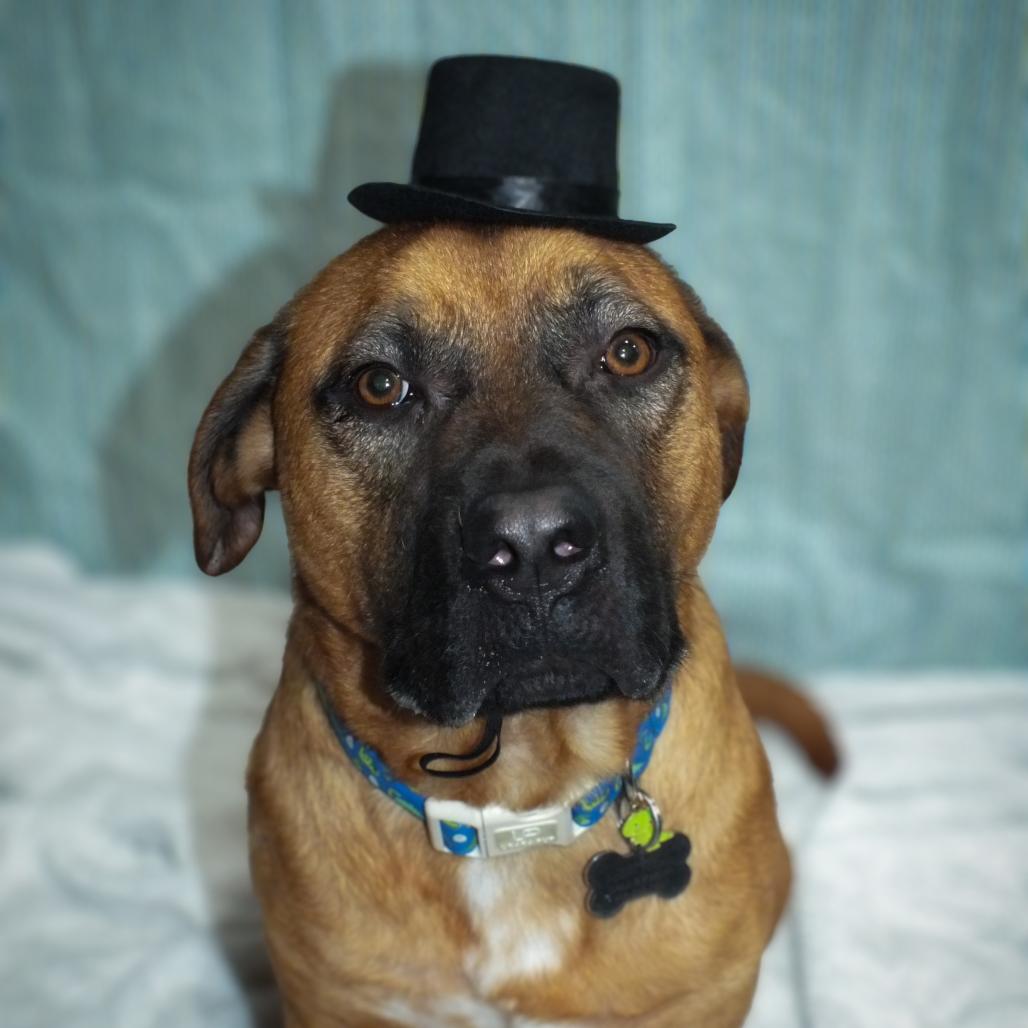Enlarge Jackson, a Adoptable mixed breed in Glen Burnie, MD image 4/5