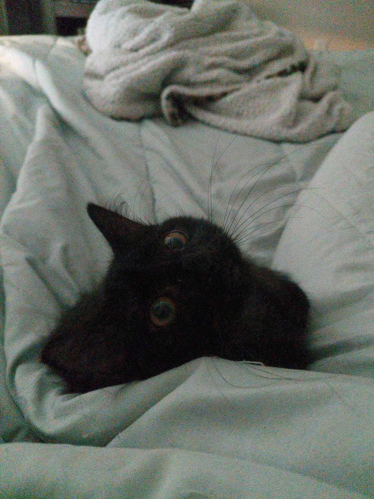 Salem, a Adoptable Domestic Medium Hair in Bethel, CT image 5/5