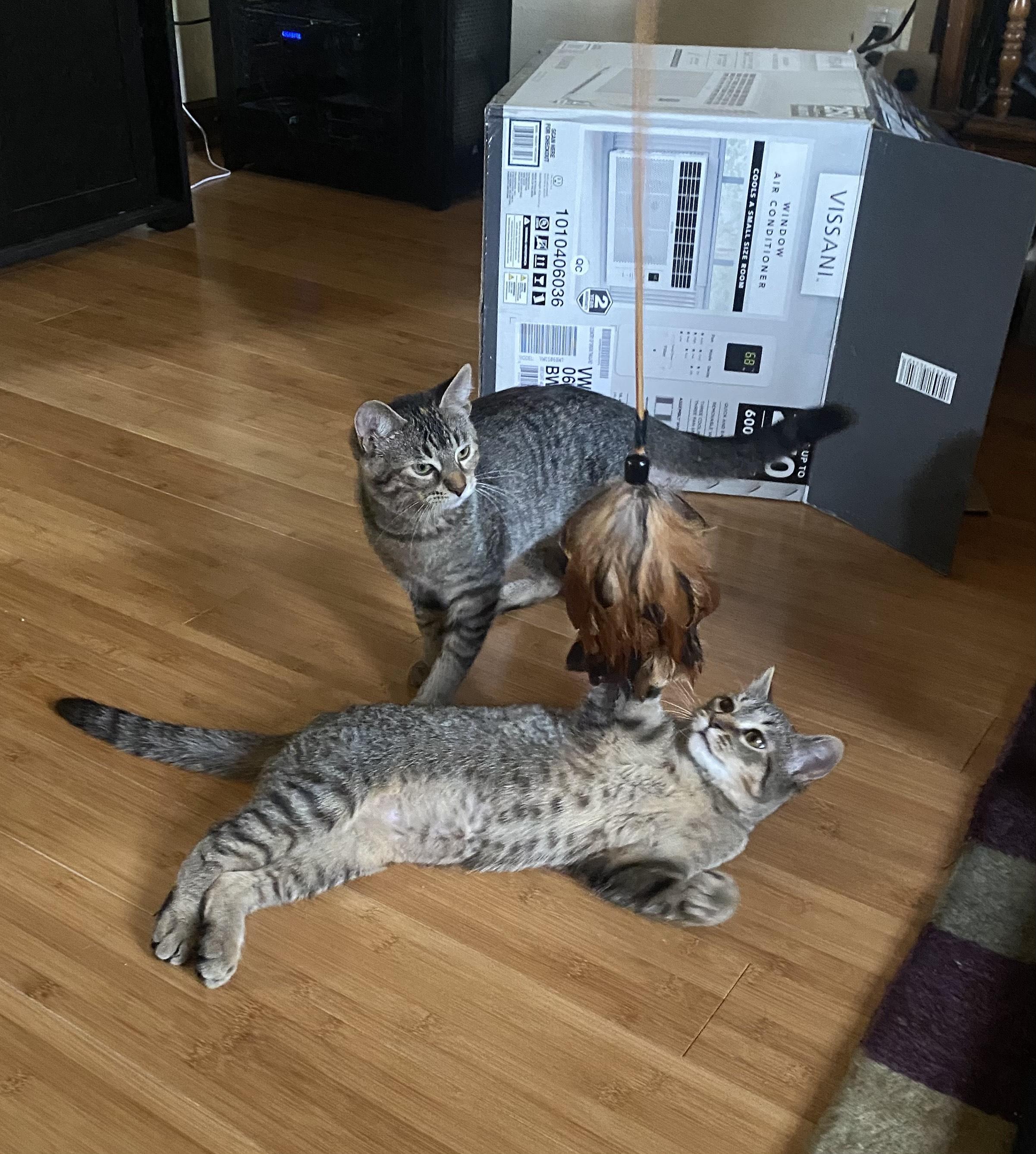 Minnie & Patch (bestie sisters)