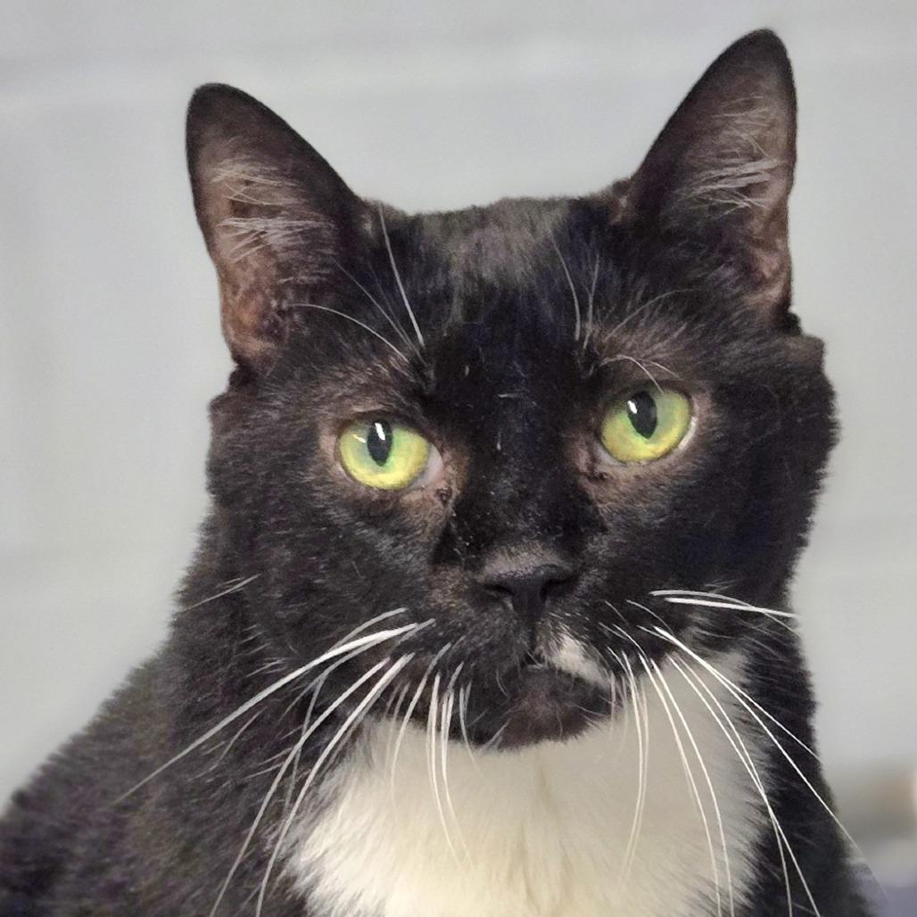 Tara, a Adoptable mixed breed in Lexington, SC image 2/4