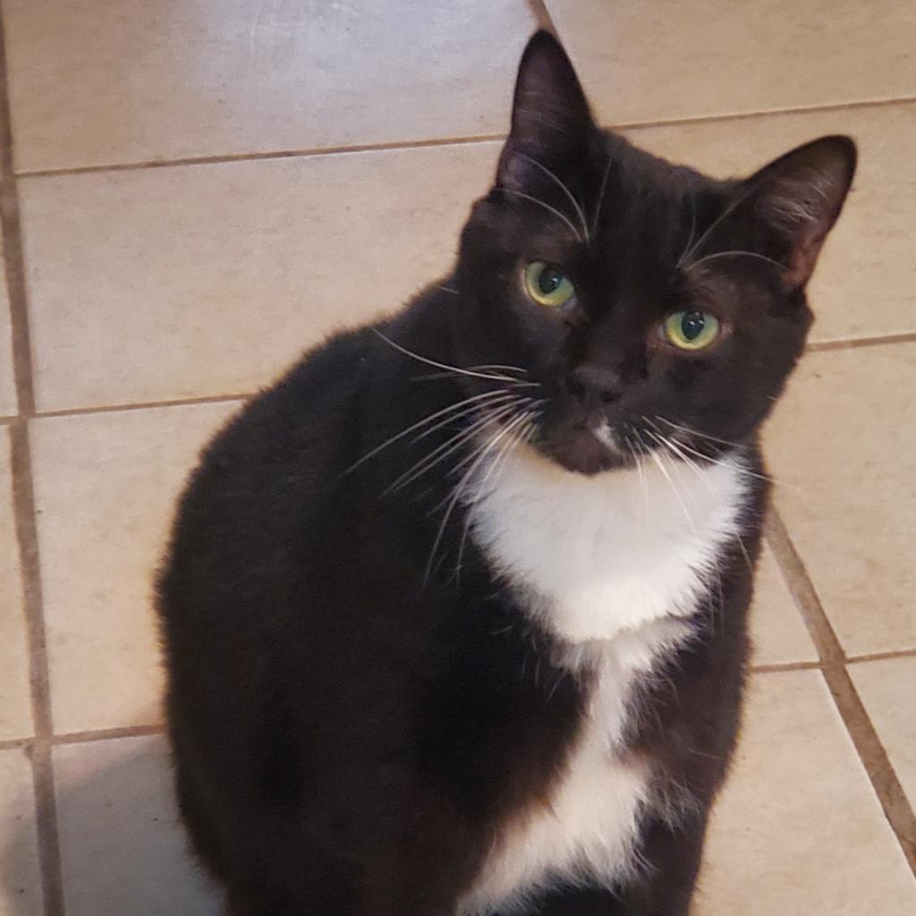 Enlarge Tara, a Adoptable mixed breed in Lexington, SC image 3/3