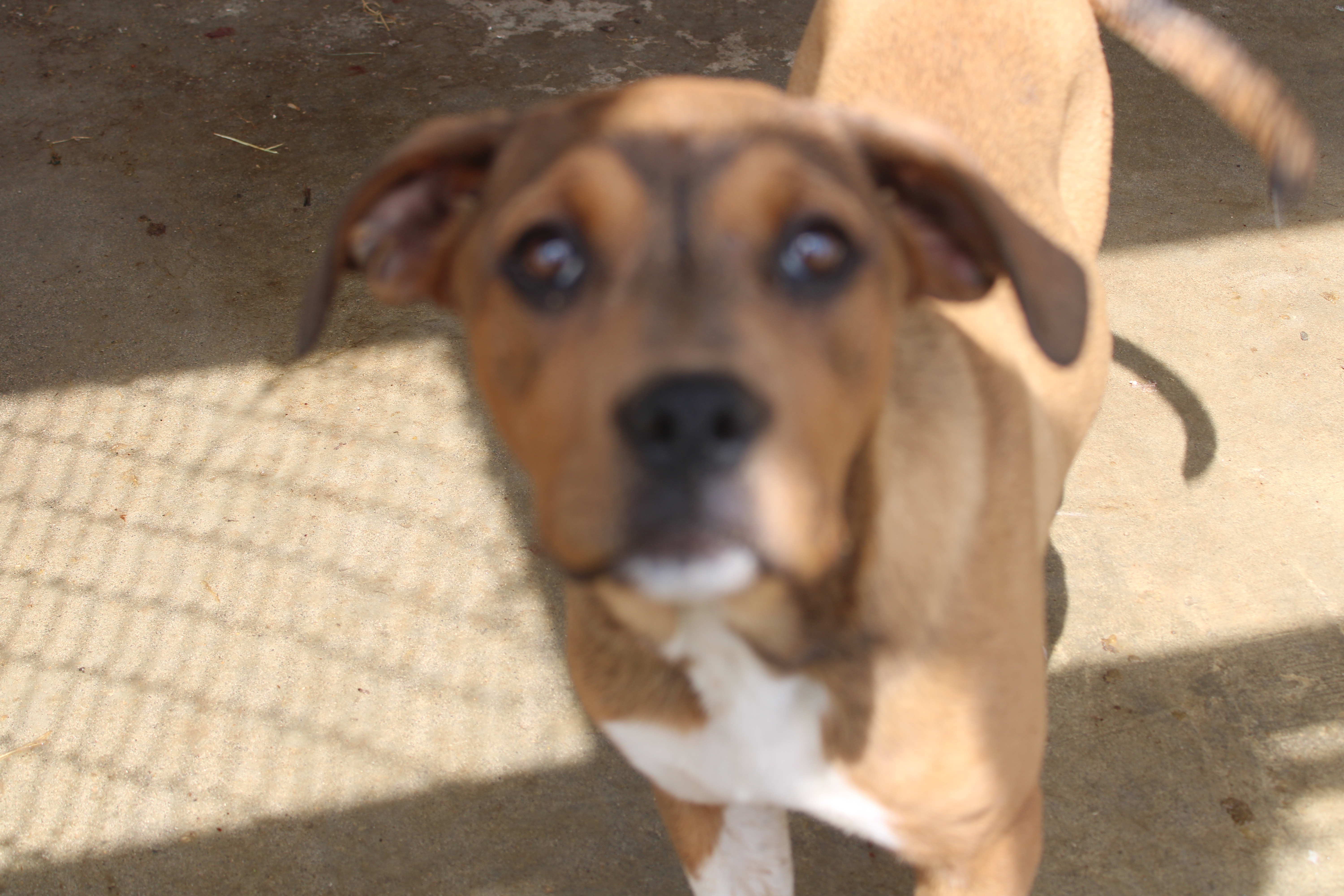 Candy and Sandy, Adoptable, Adult Female Pit Bull Terrier & Coonhound.