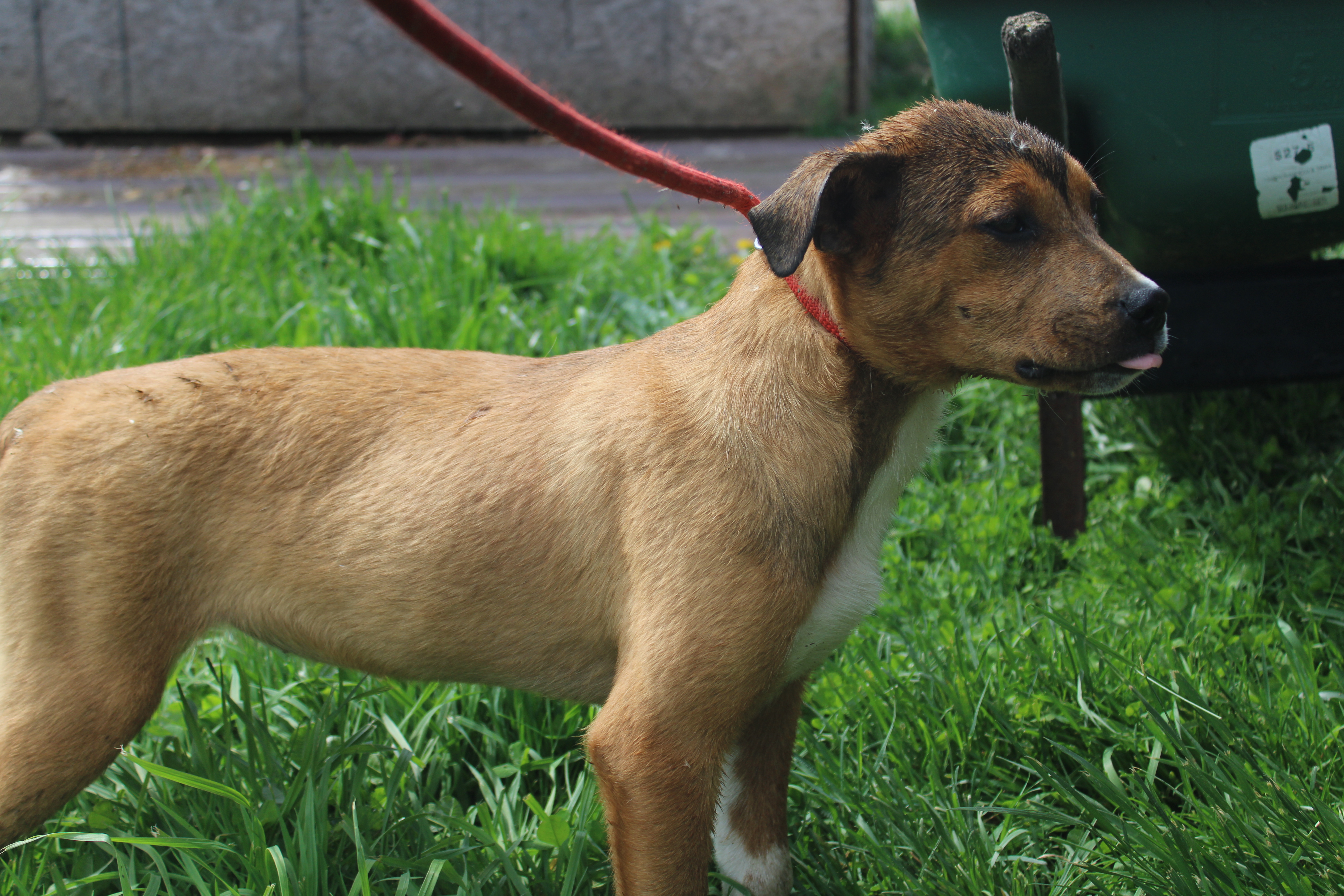 Candy and Sandy, a Adoptable mixed breed in Zaleski, OH image 2/3