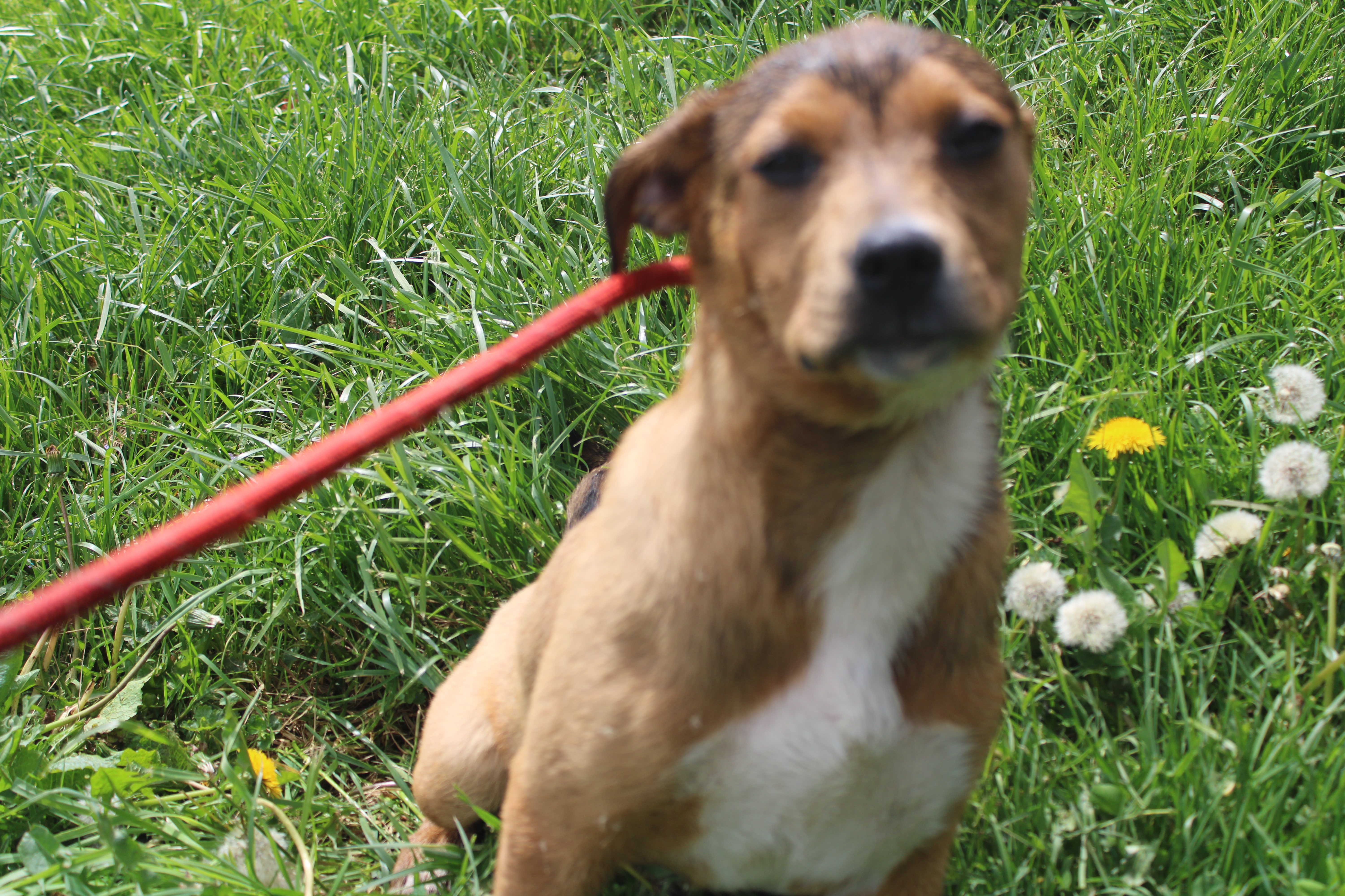Candy and Sandy, a Adoptable mixed breed in Zaleski, OH image 3/3