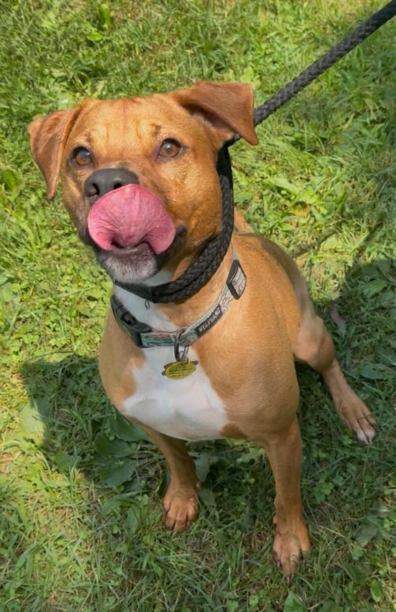 Enlarge Waylon, a Adoptable Mixed Breed in Osseo, MI image 1/6