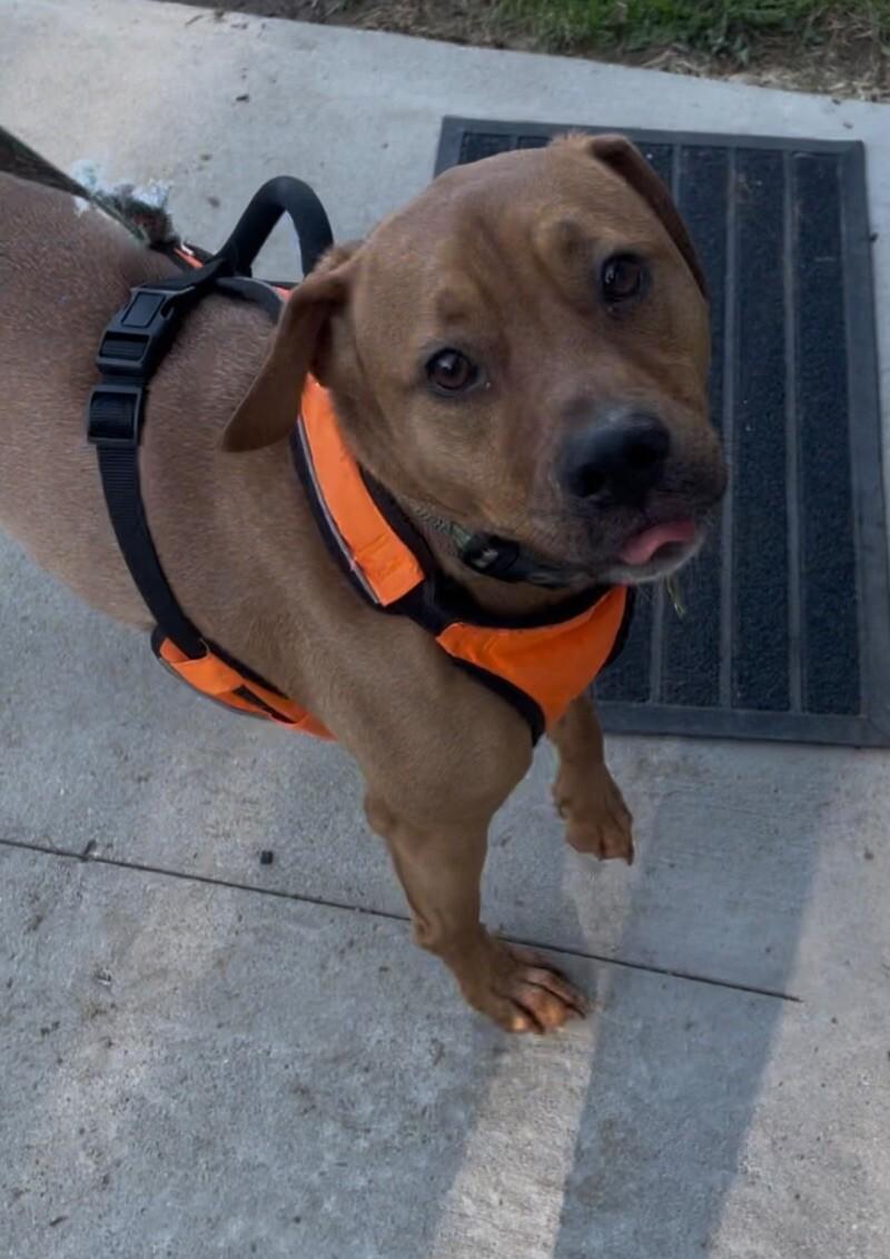 Enlarge Waylon, a Adoptable Mixed Breed in Osseo, MI image 2/6