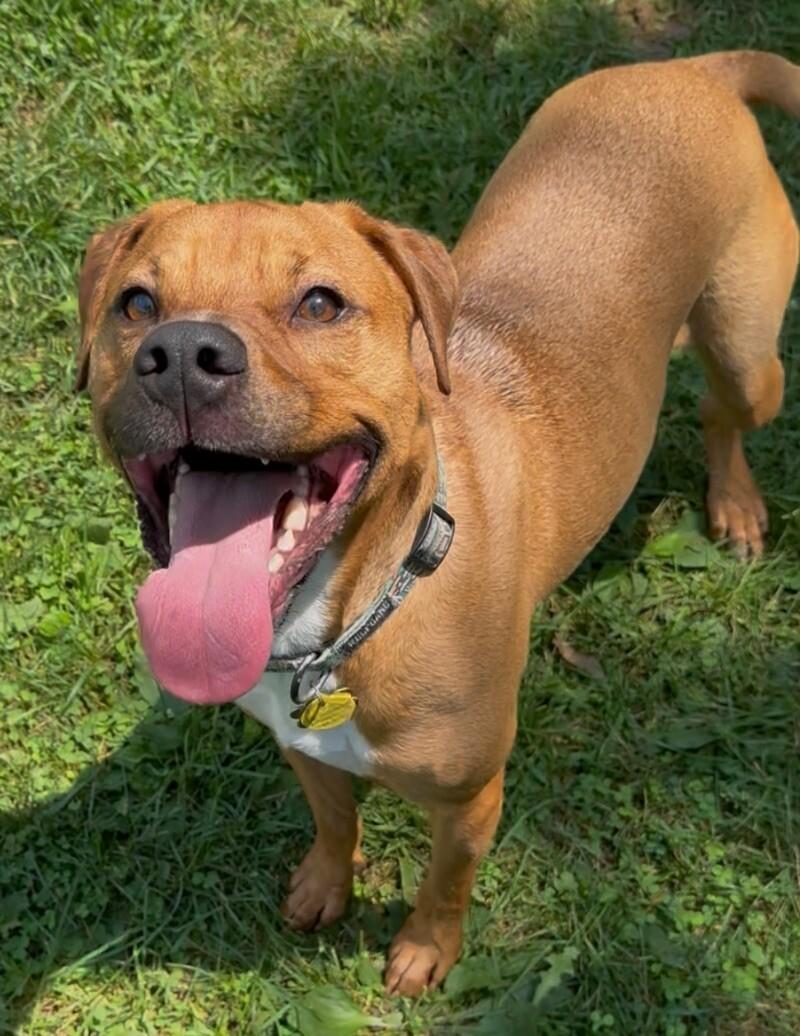 Enlarge Waylon, a Adoptable Mixed Breed in Osseo, MI image 4/6