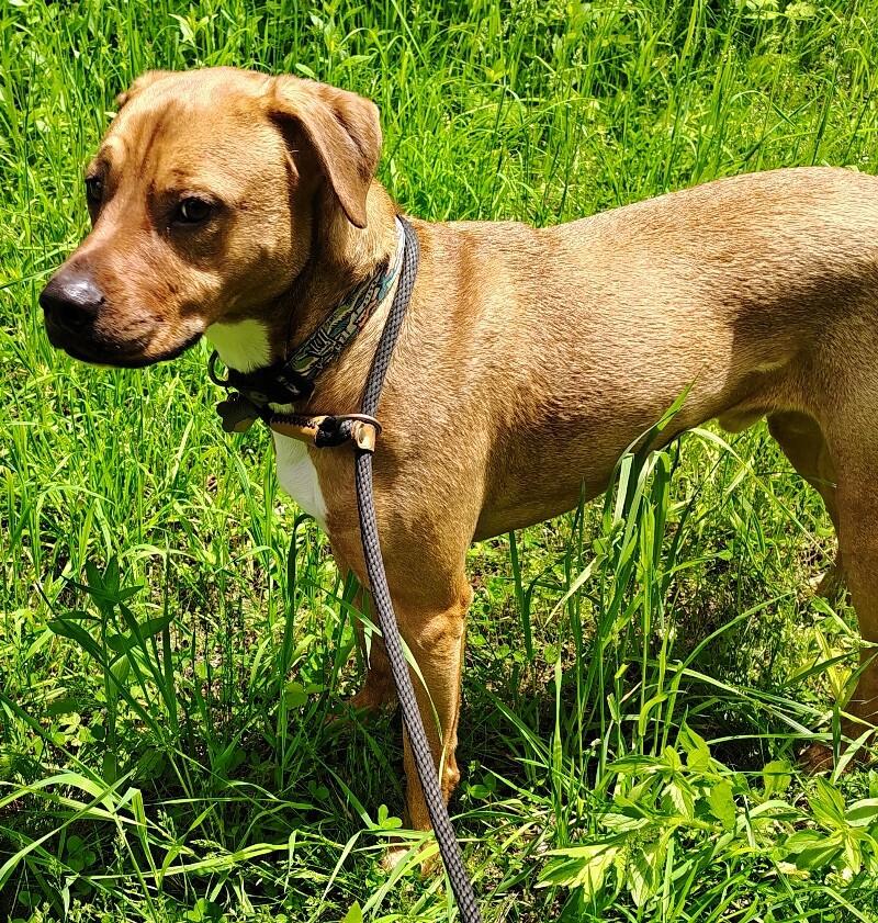 Enlarge Waylon, a Adoptable Mixed Breed in Osseo, MI image 5/6