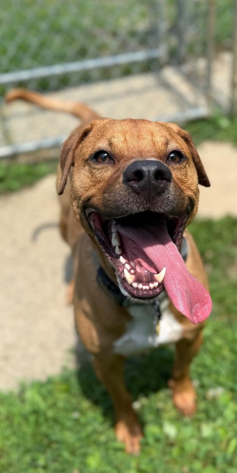 Enlarge Waylon, a Adoptable Mixed Breed in Osseo, MI image 6/6