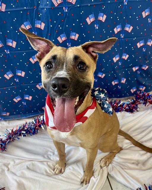 KIMCHI, Adoptable, Young Female Staffordshire Bull Terrier & Mixed Breed.