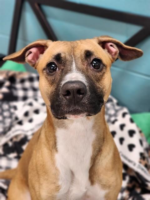 Enlarge KIMCHI, a Adoptable mixed breed in Kalamazoo, MI image 1/1