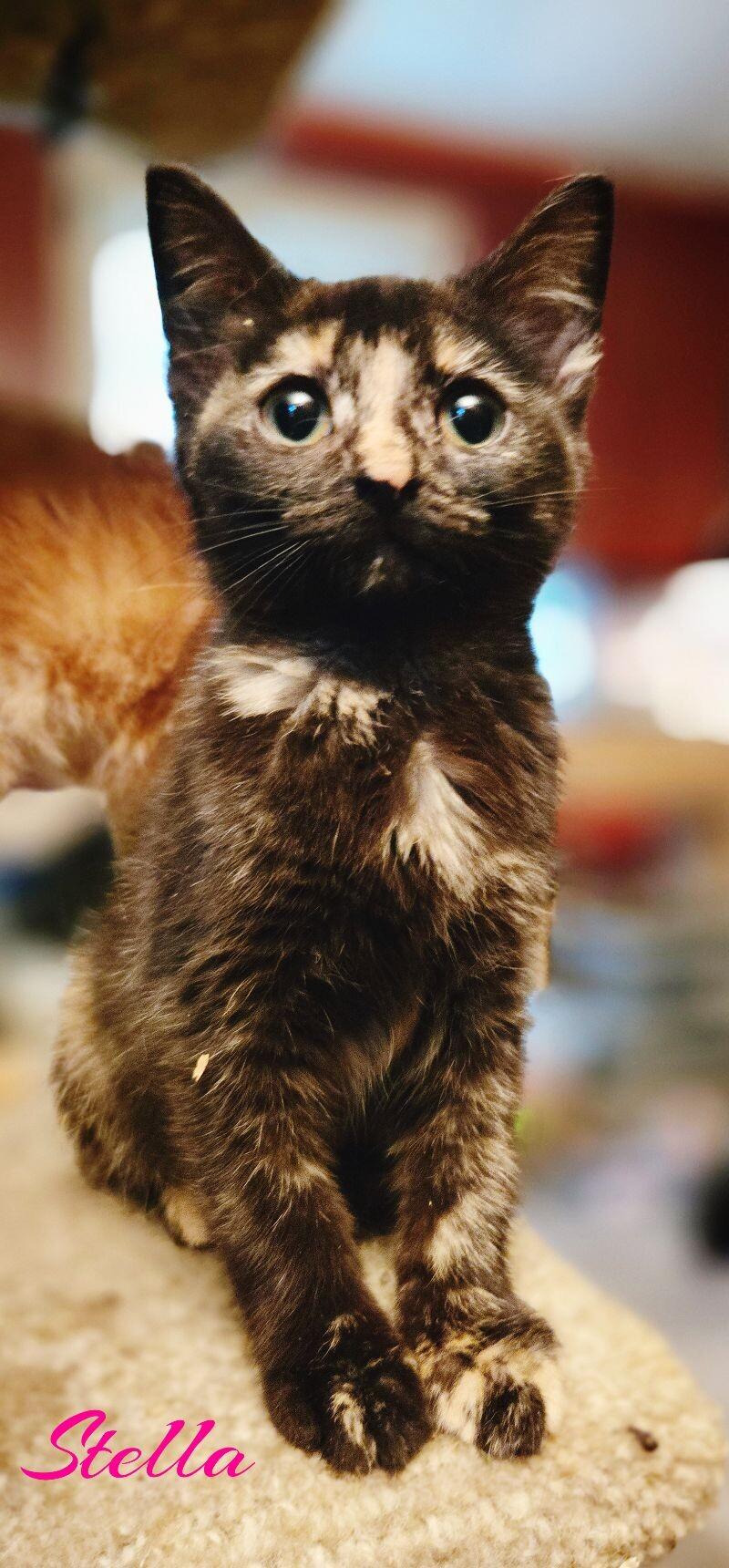 Stella, Adoptable, Young Female Domestic Short Hair.