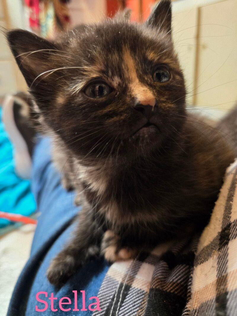 Enlarge Stella, a Adoptable Domestic Short Hair in Adrian, MI image 2/4