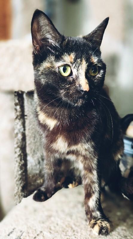 Enlarge Stella, a Adoptable Domestic Short Hair in Adrian, MI image 3/4