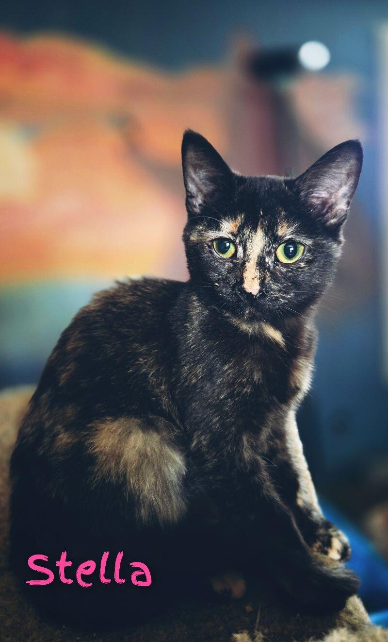 Enlarge Stella, a Adoptable Domestic Short Hair in Adrian, MI image 4/4
