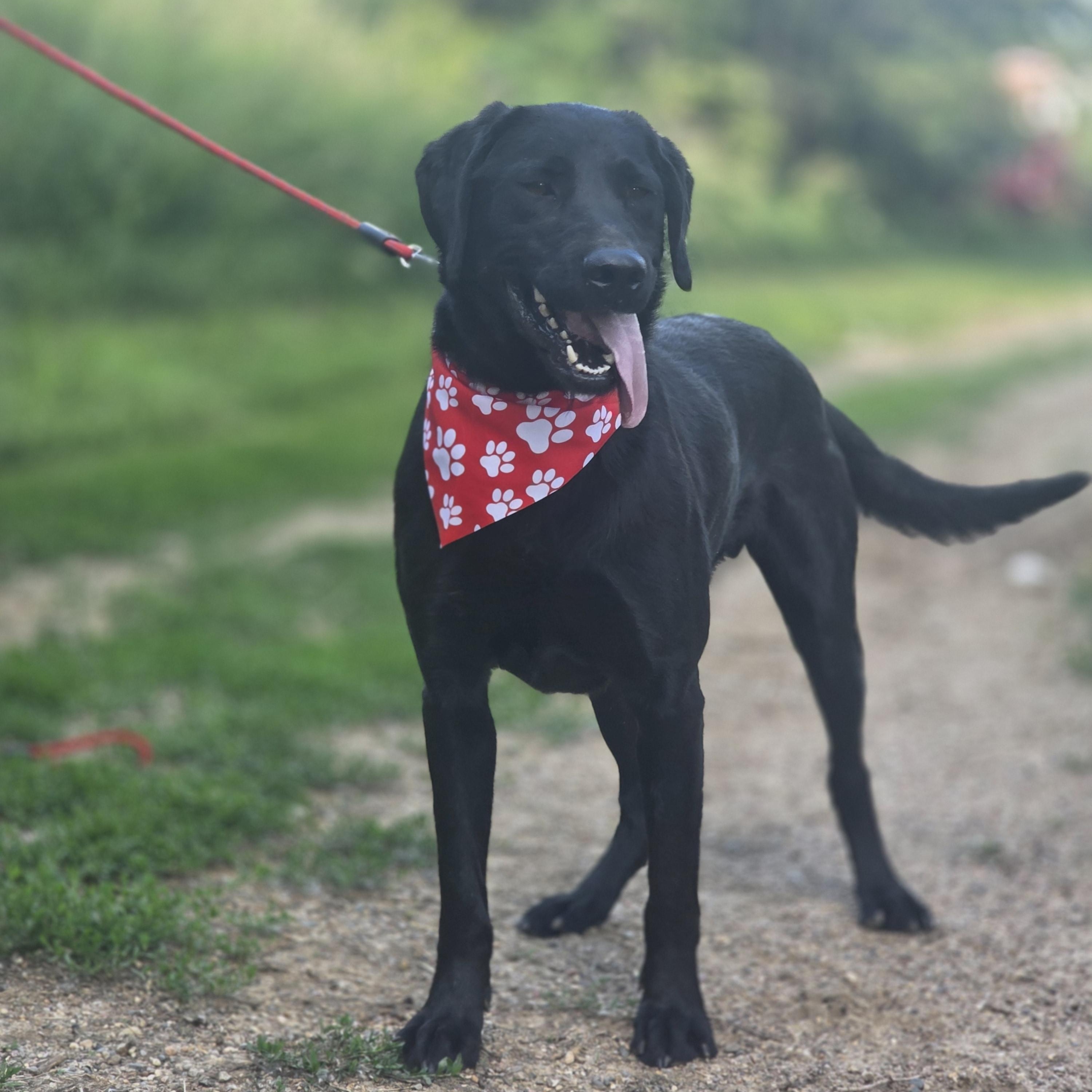 Blaze, an adopted Black Labrador Retriever in Walthill, NE image 2/2