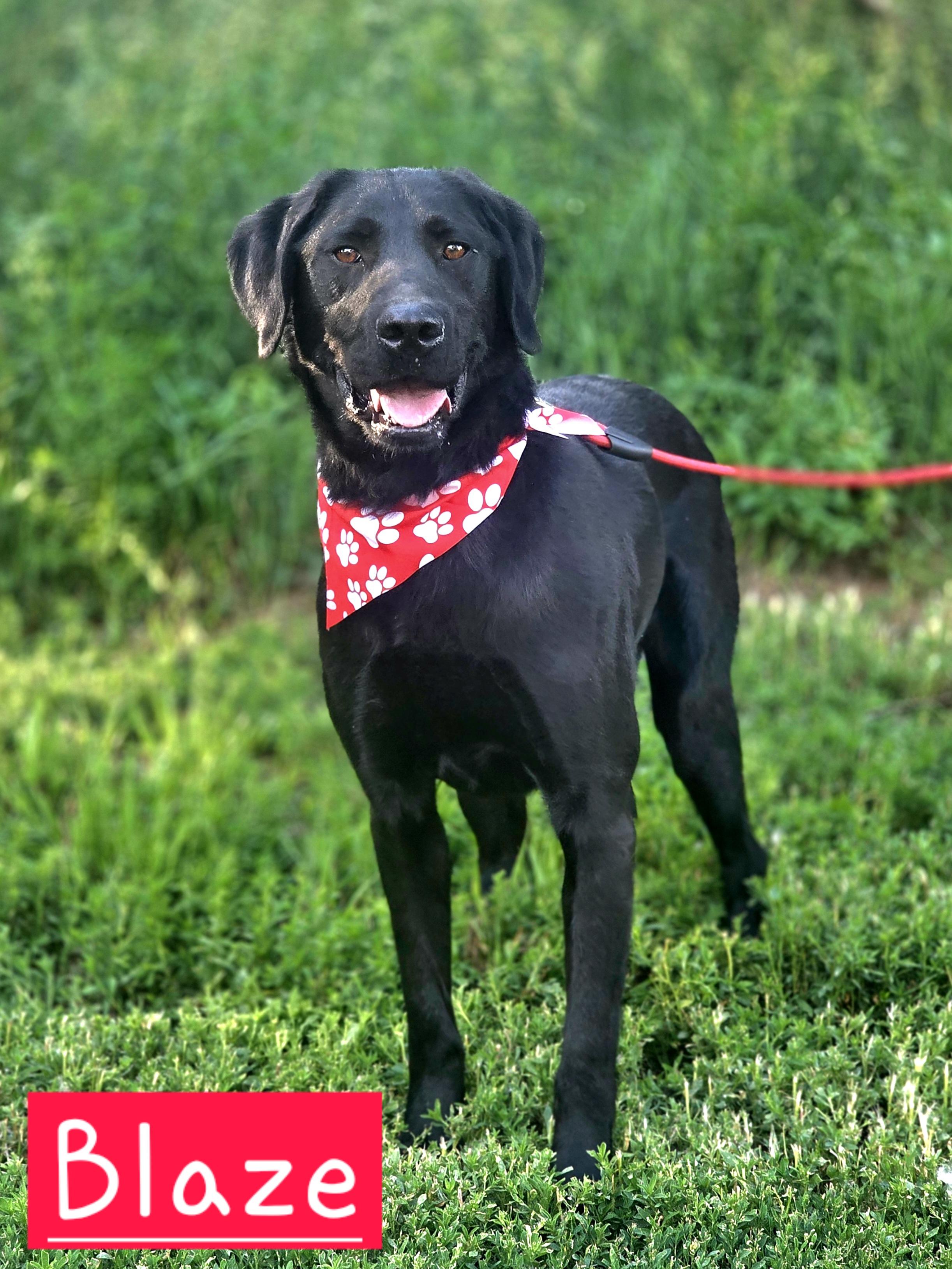 Blaze, adopted, Young Male Black Labrador Retriever.