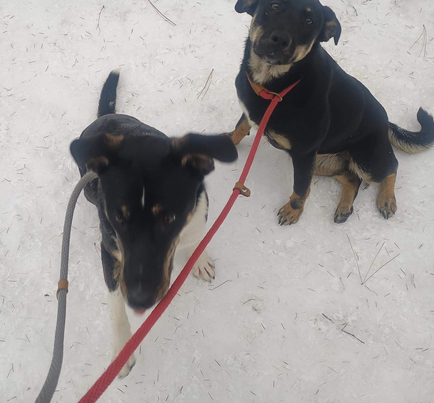 Nemo, Adoptable, Puppy Male Hound & German Shepherd Dog.