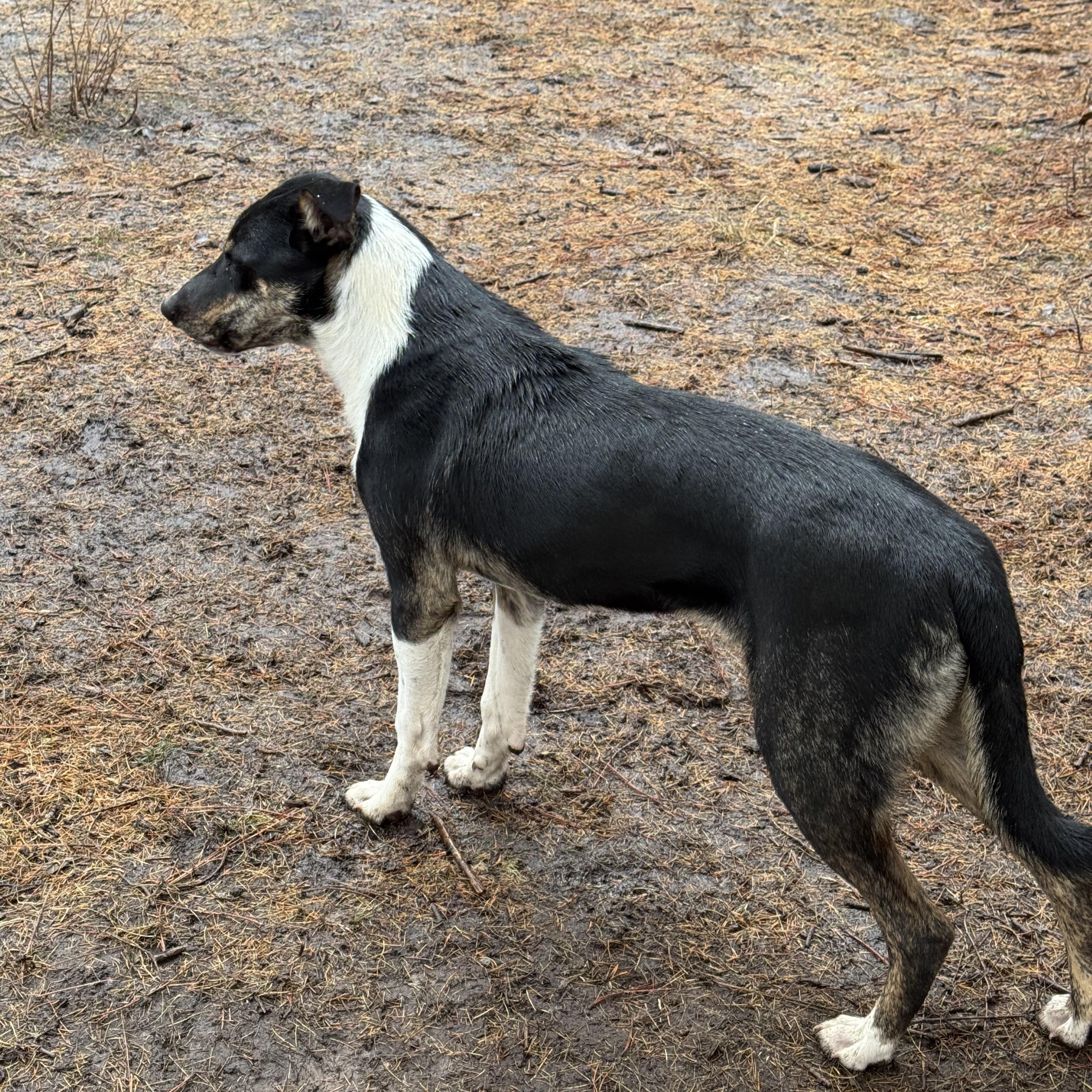 Nemo, adoptable, Adult Male Hound & German Shepherd Dog.