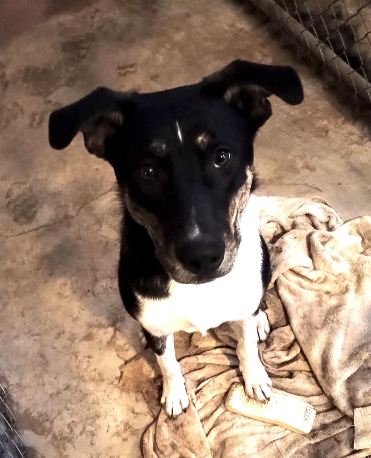 Nemo, a Adoptable mixed breed in Superior, MT image 3/5