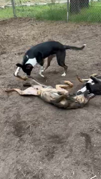 Enlarge Nemo, a Adoptable mixed breed in Superior, MT video 4/5