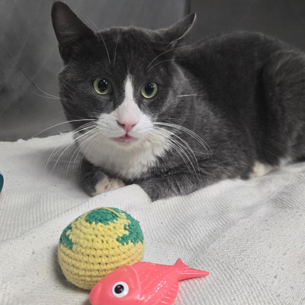 Tom, Adoptable, Adult Male Domestic Short Hair.